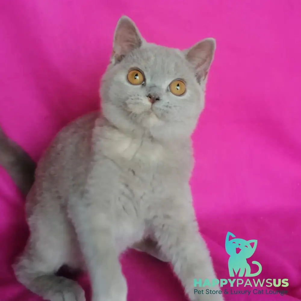 Laska British Shorthair female lilac tortie - live animals