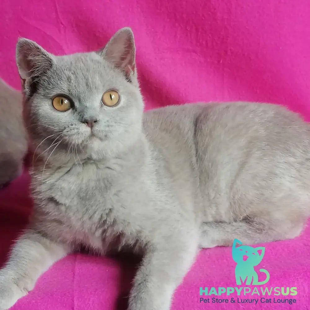 Laska British Shorthair female lilac tortie - live animals