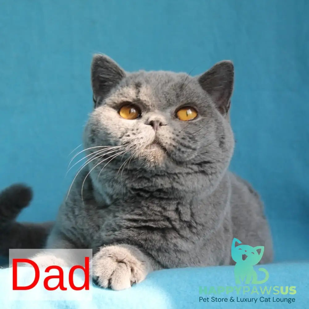 Laska British Shorthair female lilac tortie - live animals