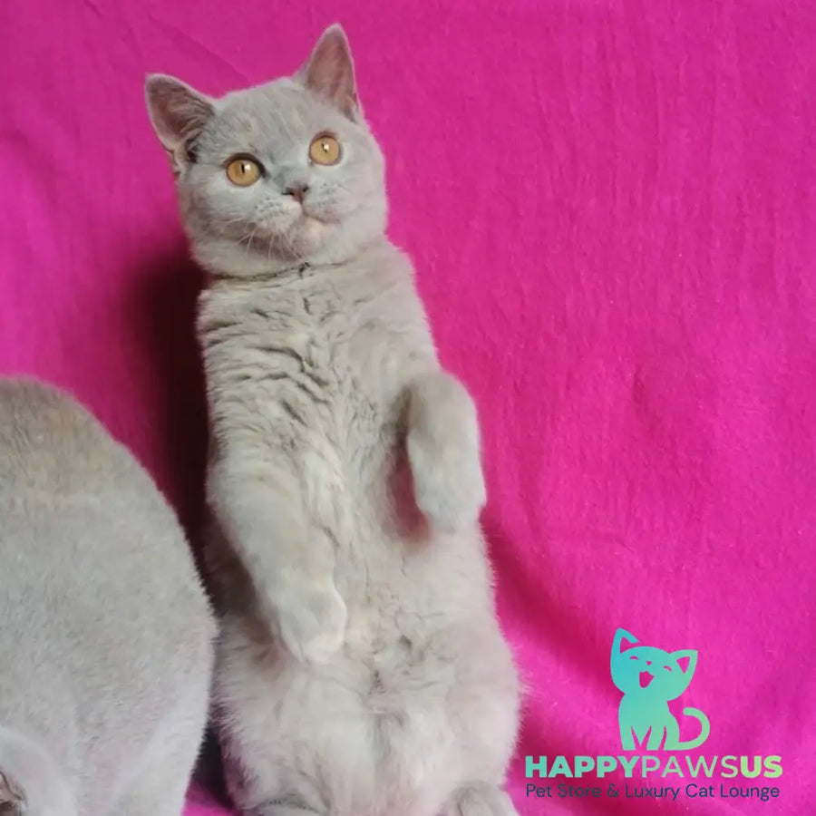 Laska British Shorthair female lilac tortie - live animals