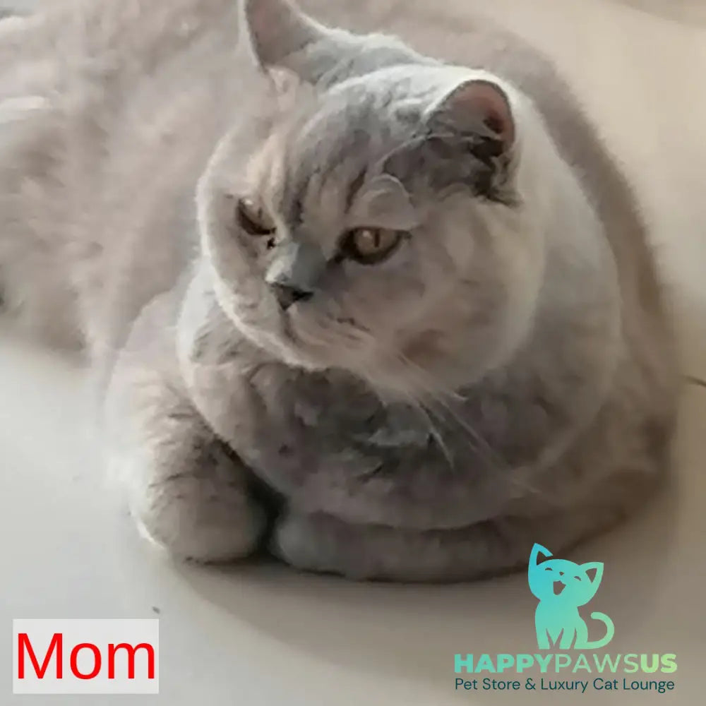Laska British Shorthair female lilac tortie - live animals