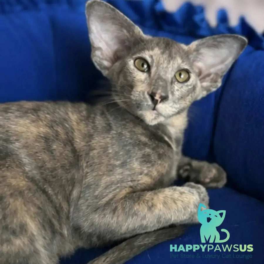 Latifa Oriental Shorthair female blue tortie - live animals