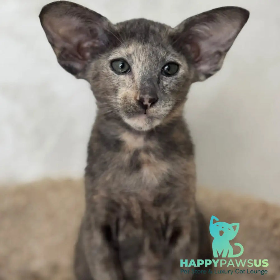 Latifa Oriental Shorthair female blue tortie - live animals