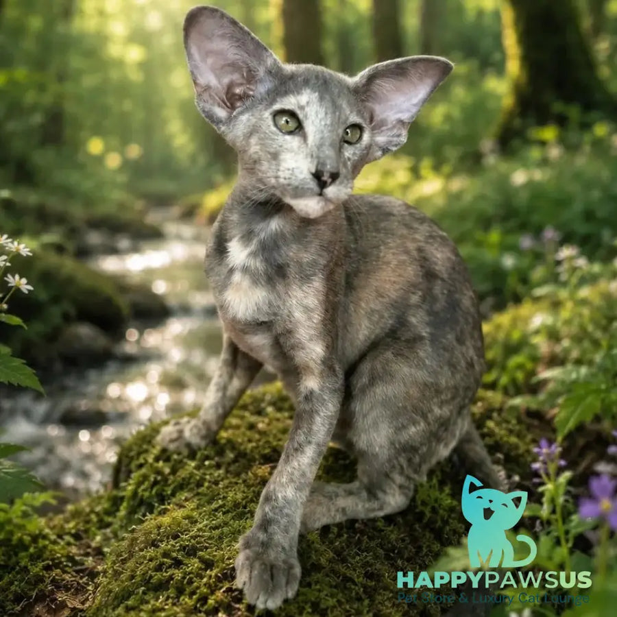 Latifa Oriental Shorthair female blue tortie - live animals
