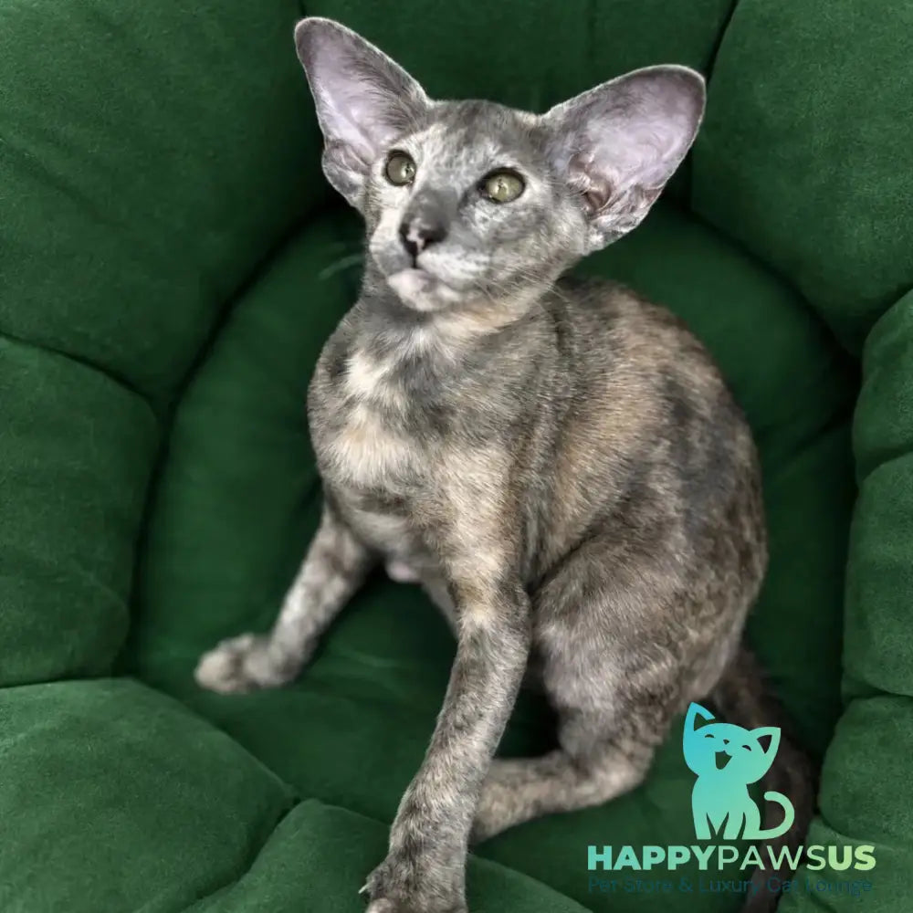 Latifa Oriental Shorthair female blue tortie - live animals