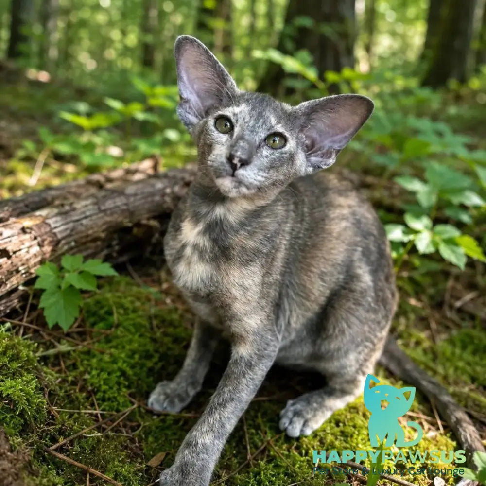 Latifa Oriental Shorthair female blue tortie - live animals