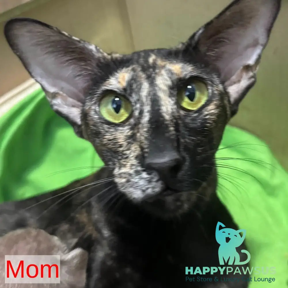 Latifa Oriental Shorthair female blue tortie - live animals