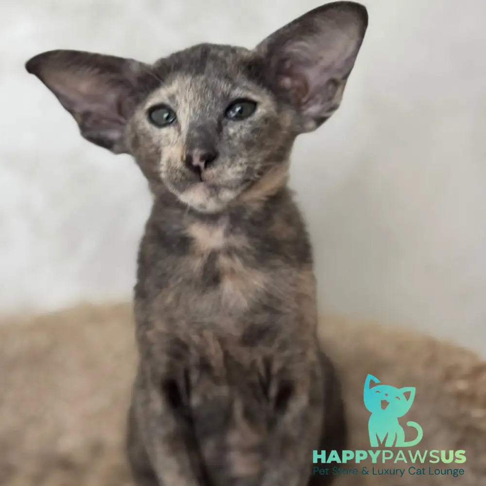 Latifa Oriental Shorthair female blue tortie - live animals
