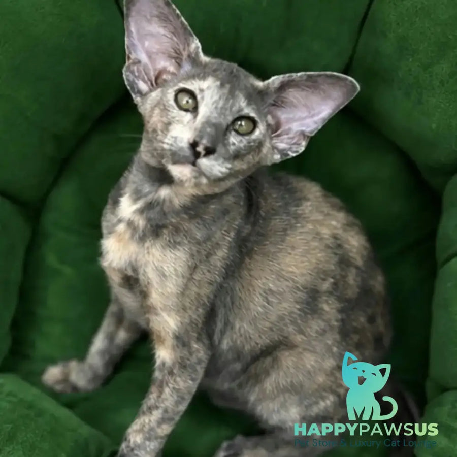 Latifa Oriental Shorthair female blue tortie - live animals