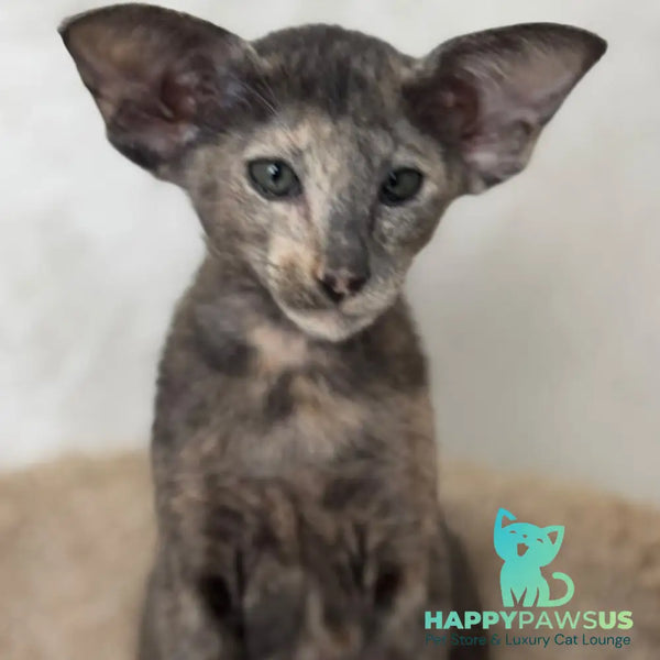 Latifa Oriental Shorthair female blue tortie - live animals