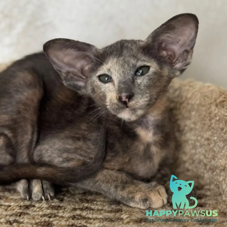 Latifa Oriental Shorthair female blue tortie - live animals