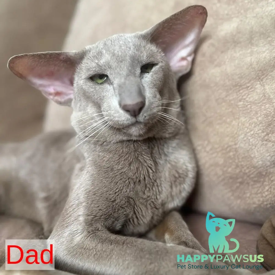 Latifa Oriental Shorthair female blue tortie - live animals