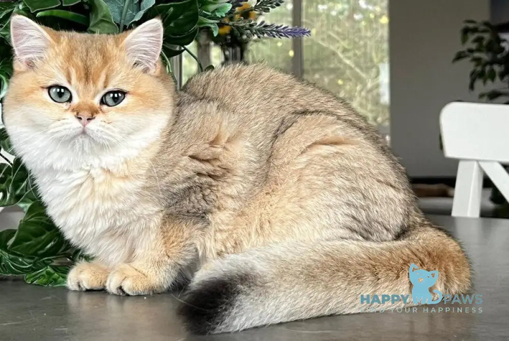 Lissa British Shorthair female black golden shaded live animals