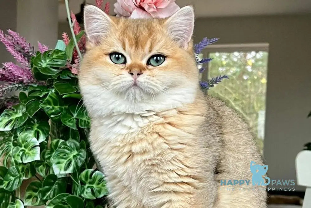 Lissa British Shorthair female black golden shaded live animals