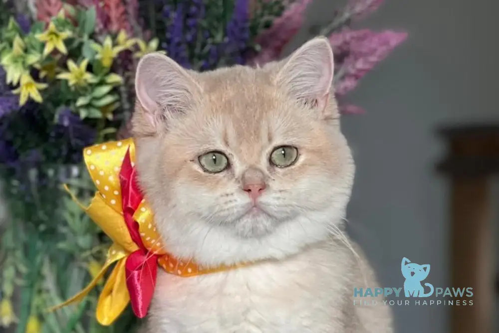 Latishu British Shorthair female lilac golden chinchilla live animals