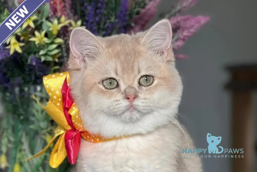 Latishu British Shorthair female lilac golden chinchilla live animals