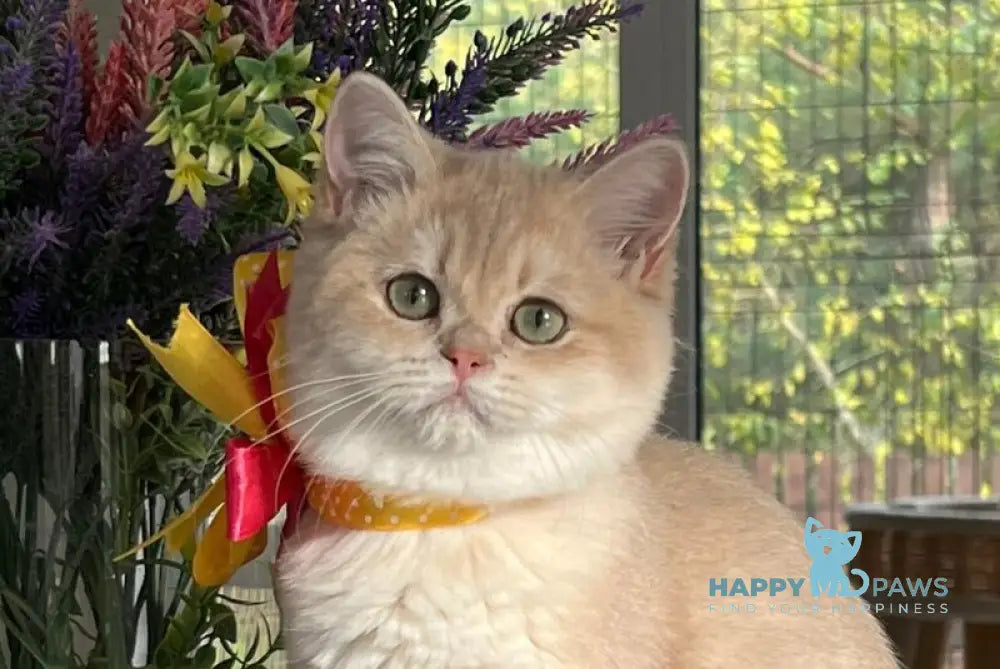 Latishu British Shorthair female lilac golden chinchilla live animals