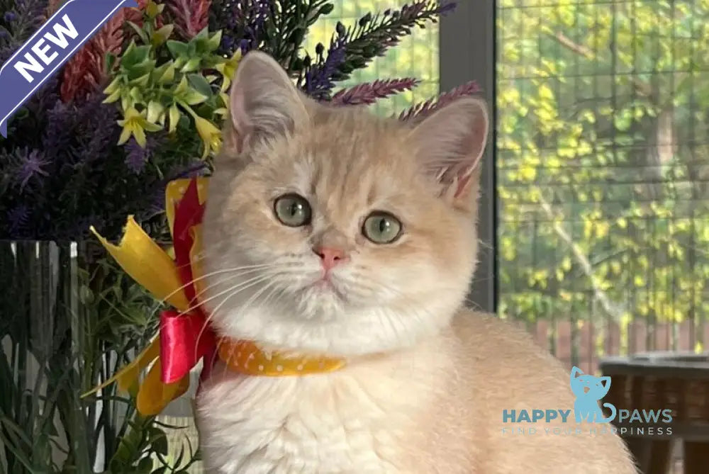 Latishu British Shorthair female lilac golden chinchilla live animals