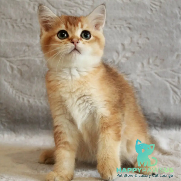 Latte British Shorthair male black golden shaded - live animals