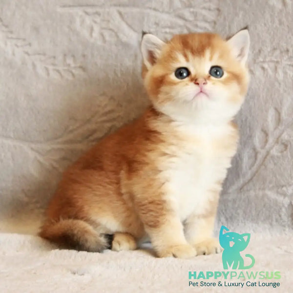 Latte British Shorthair male black golden shaded - live animals