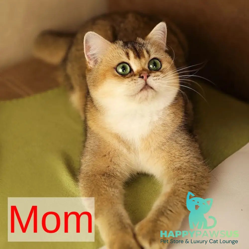 Latte British Shorthair male black golden shaded - live animals