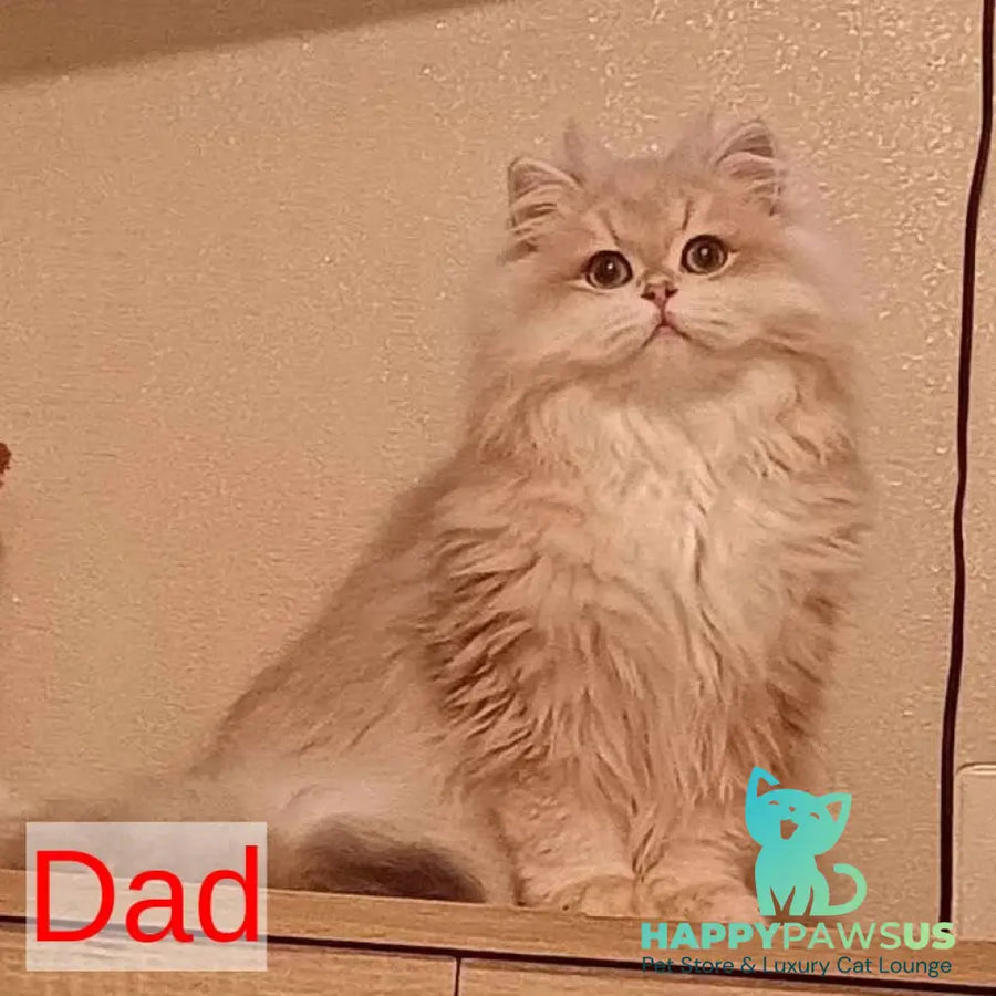 Latte British Shorthair male black golden shaded - live animals