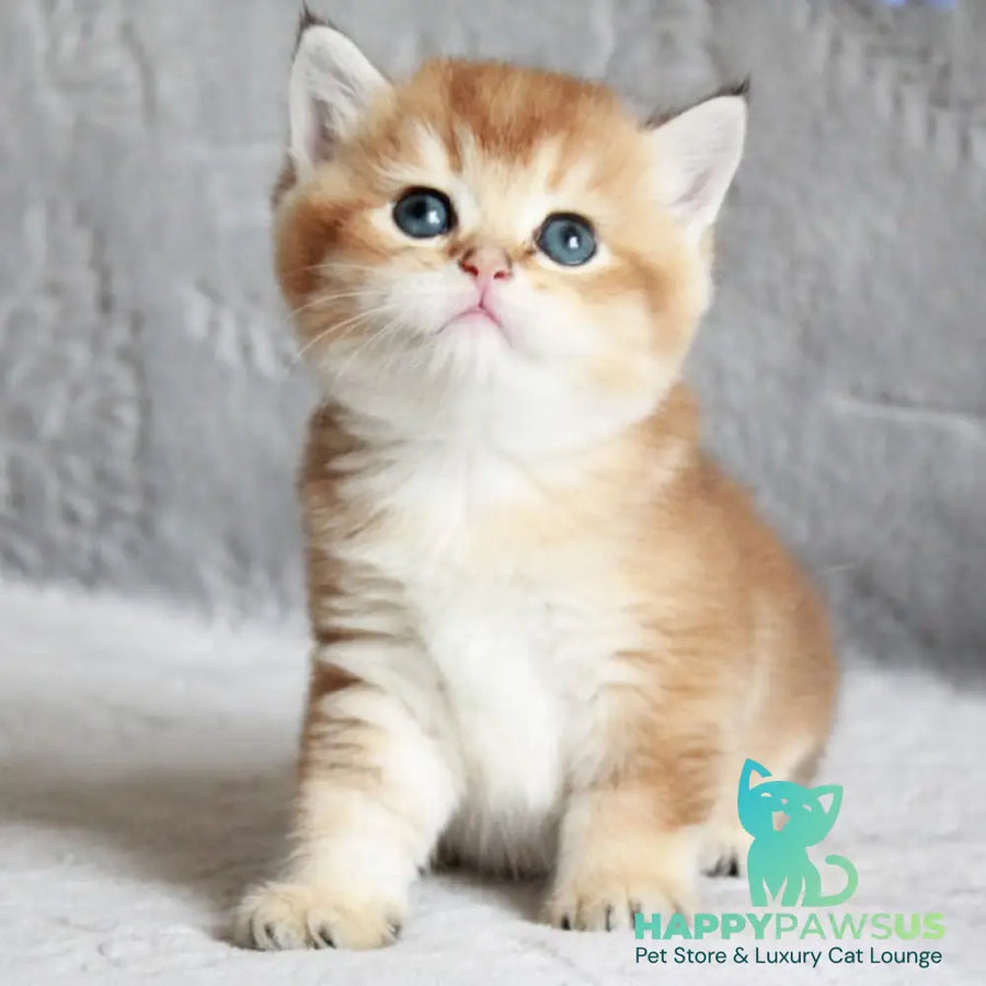 Latte British Shorthair male black golden shaded - live animals