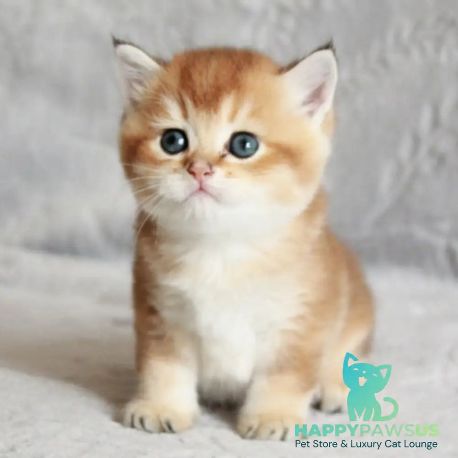 Latte British Shorthair male black golden shaded - live animals