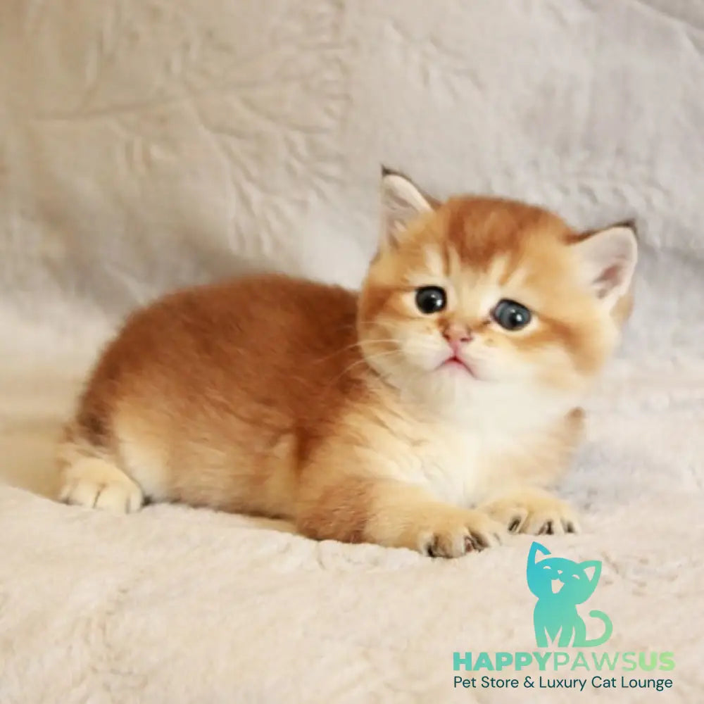 Latte British Shorthair male black golden shaded - live animals