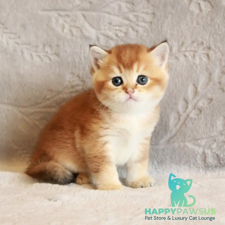 Latte British Shorthair male black golden shaded - live animals