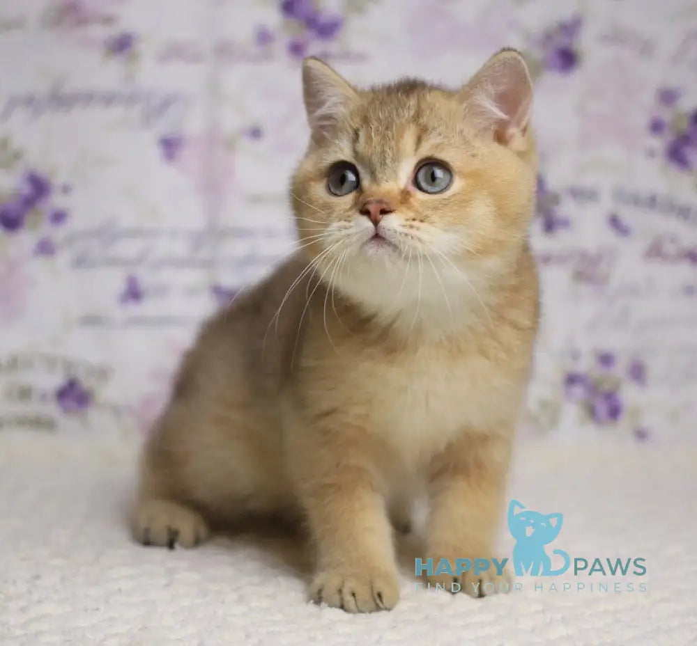 Latte British Shorthair male cinnamon golden shaded live animals