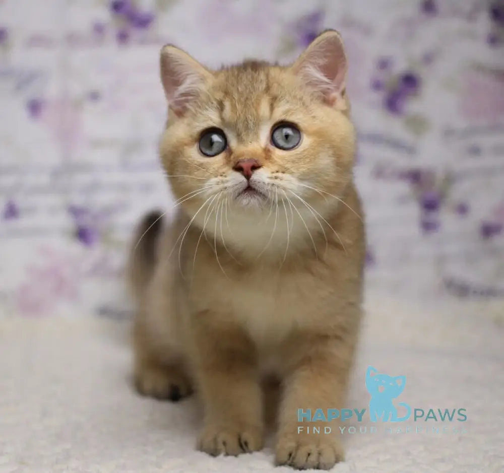 Latte British Shorthair male cinnamon golden shaded live animals