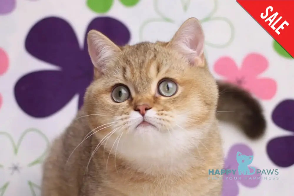 Latte British Shorthair male cinnamon golden shaded live animals