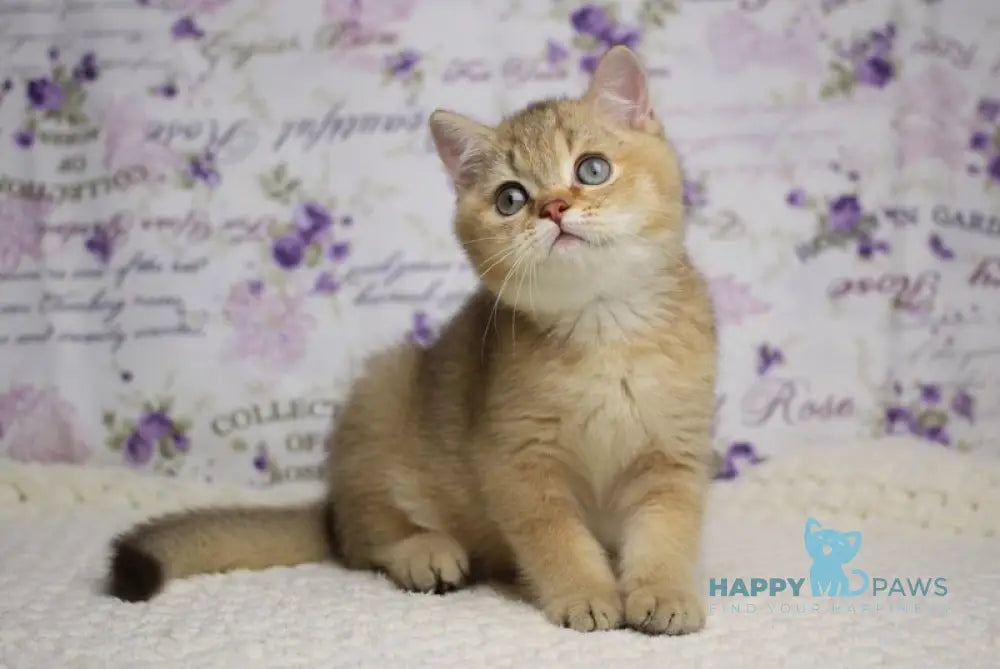 Latte British Shorthair male cinnamon golden shaded live animals
