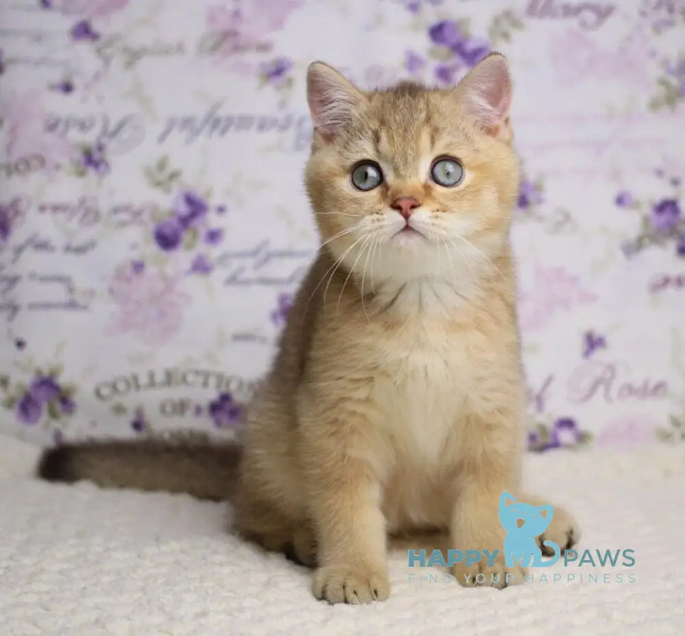 Latte British Shorthair male cinnamon golden shaded live animals
