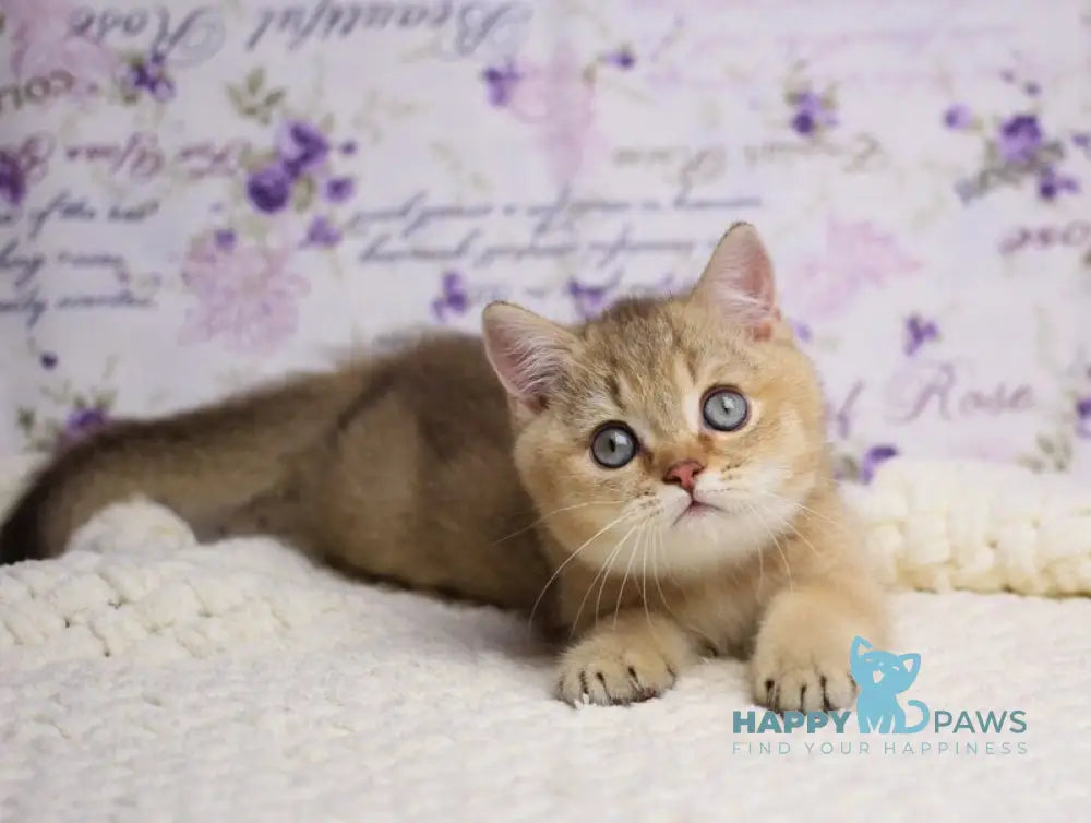 Latte British Shorthair male cinnamon golden shaded live animals