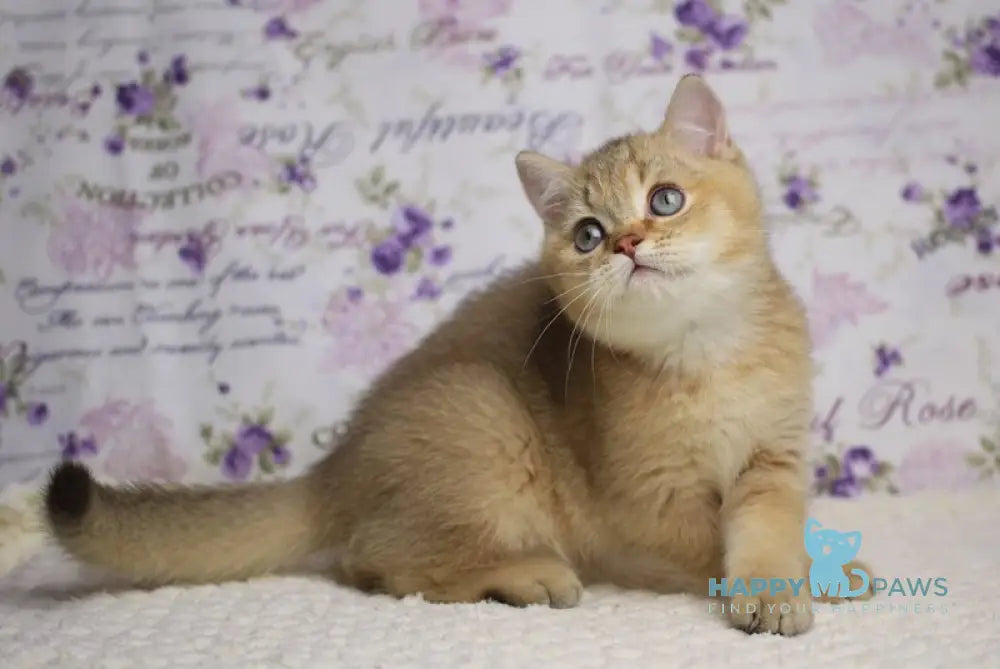Latte British Shorthair male cinnamon golden shaded live animals