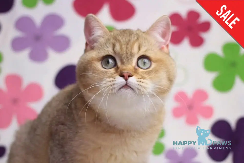 Latte British Shorthair male cinnamon golden shaded live animals