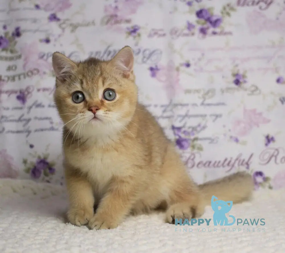 Latte British Shorthair male cinnamon golden shaded live animals