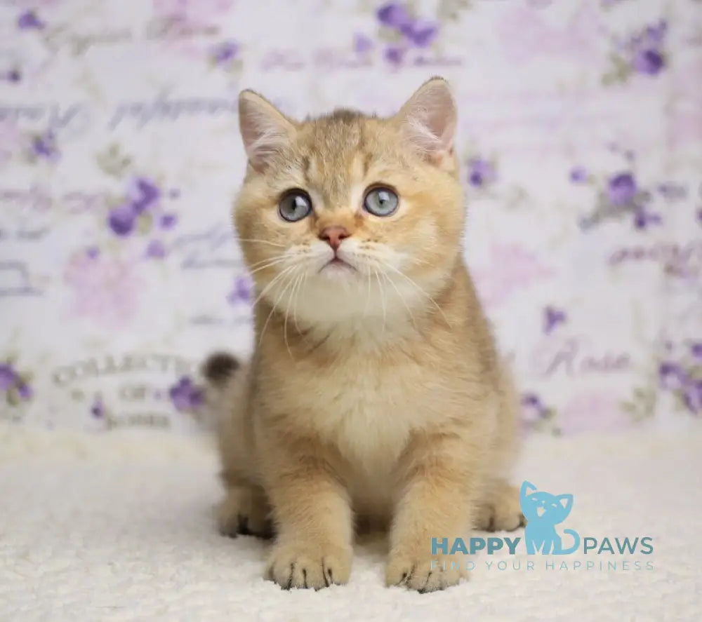 Latte British Shorthair male cinnamon golden shaded live animals