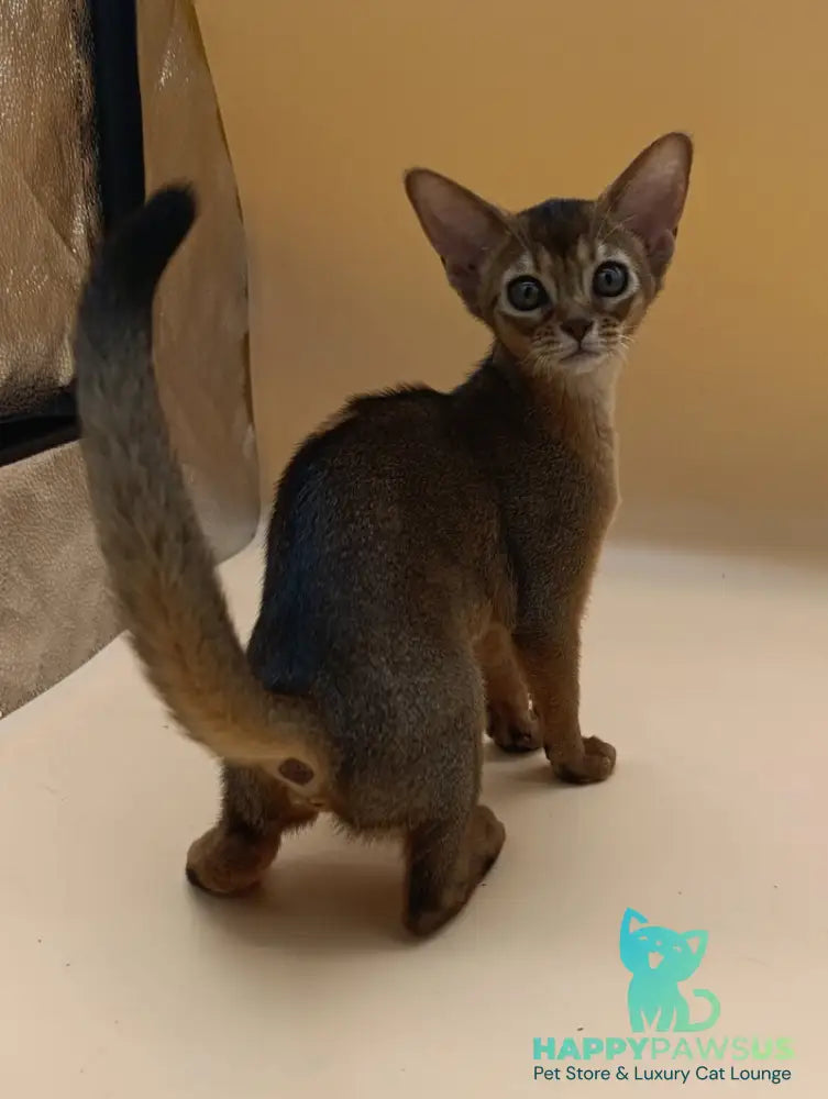Laura Abyssinian female ruddy - live animals