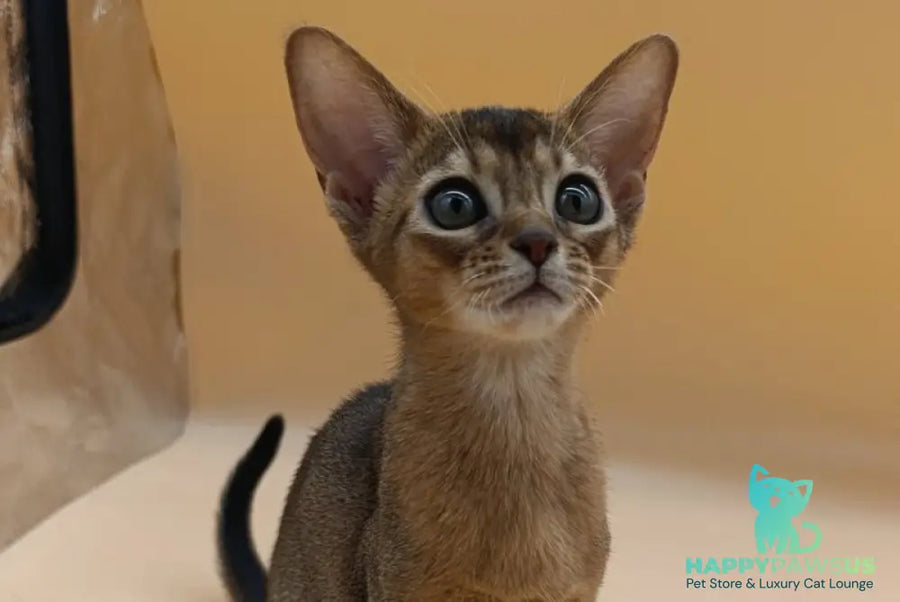 Laura Abyssinian female ruddy - live animals