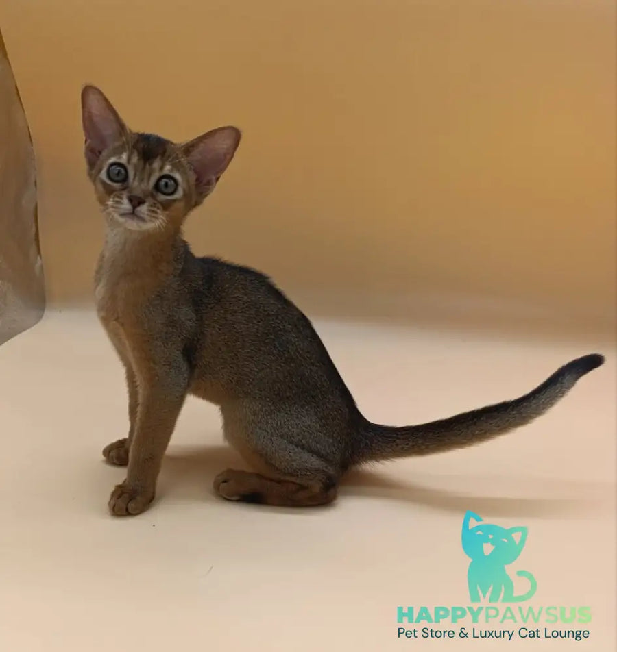 Laura Abyssinian female ruddy - live animals