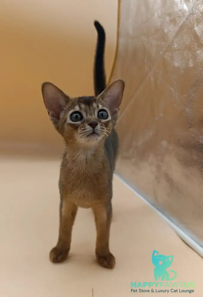 Laura Abyssinian female ruddy - live animals