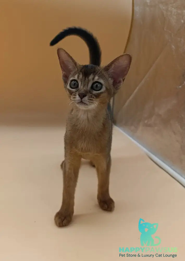 Laura Abyssinian female ruddy - live animals