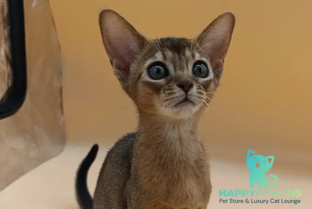Laura Abyssinian female ruddy - live animals