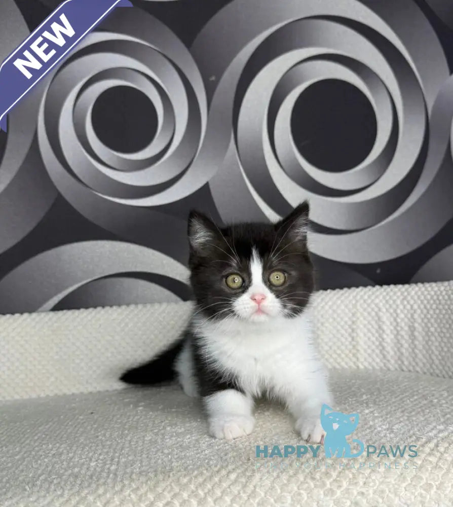Laura British Shorthair female black bicolour live animals