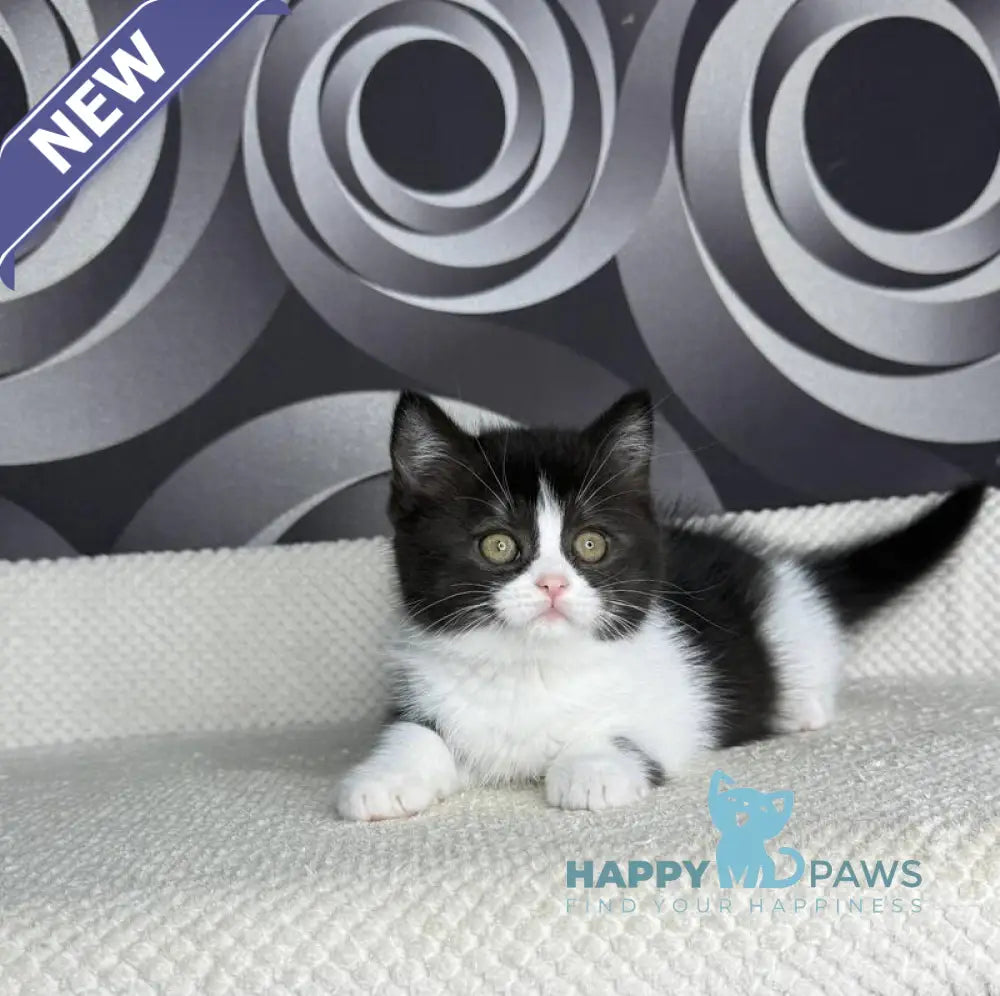 Laura British Shorthair female black bicolour live animals