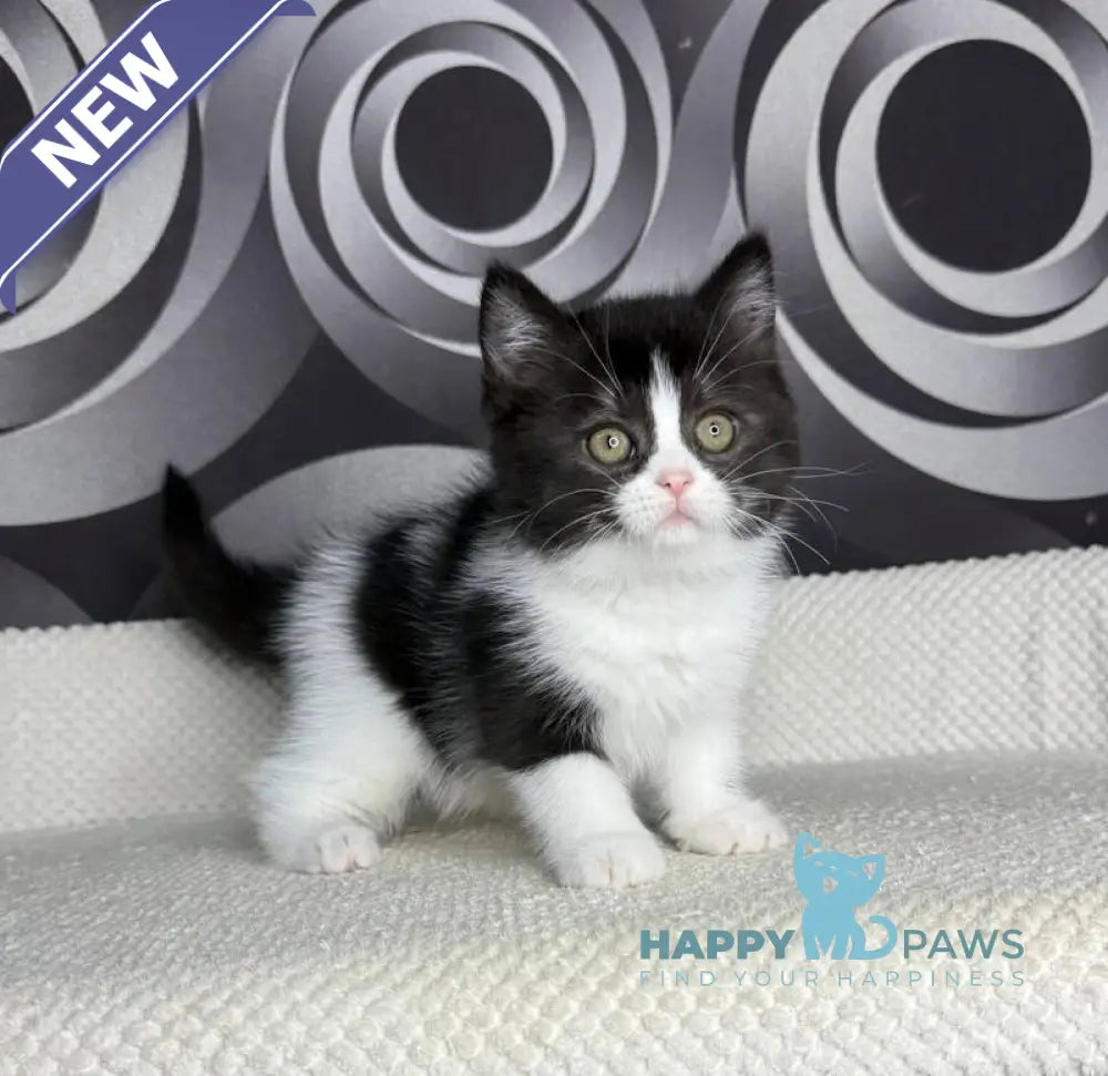 Laura British Shorthair female black bicolour live animals