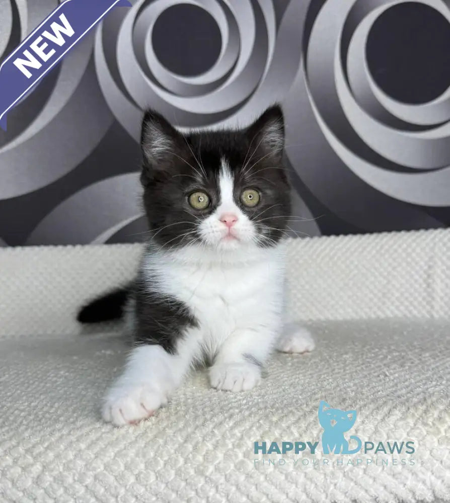 Laura British Shorthair female black bicolour live animals